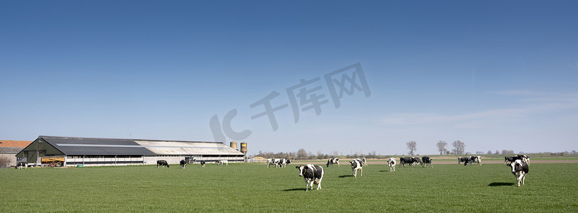 奶牛斑点摄影照片_荷兰泽兰省农场附近绿色草地上的黑白斑点奶牛