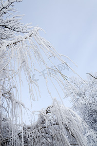 柳树图片摄影照片_霜冻中的树木