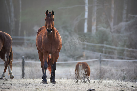 太阳光线摄影照片_我们四匹马——母马和种马在他们的畜栏里。