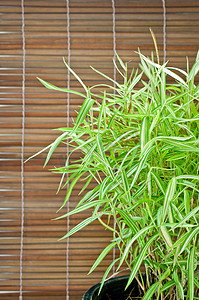 竹背景竹摄影照片_Bambusa arundinacea Willd 和竹背景