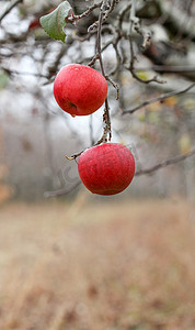 月的摄影照片_两个苹果在收获中被遗忘的照片，11 月的苹果园