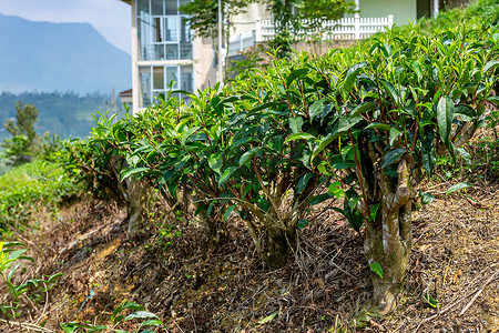 茶树，茶树特写镜头在茶园的背景