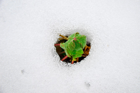 从融化的积雪中出现的早期芽的图像