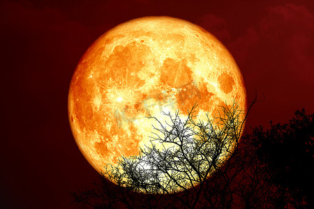 夜空中的鲟鱼血月和剪影树