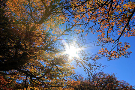 秋天，阿根廷巴塔哥尼亚菲茨罗伊附近的金色森林树