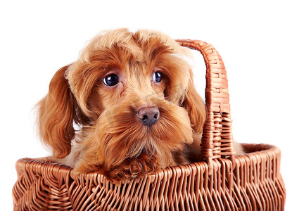 一只装饰狗在篮子里的肖像。
