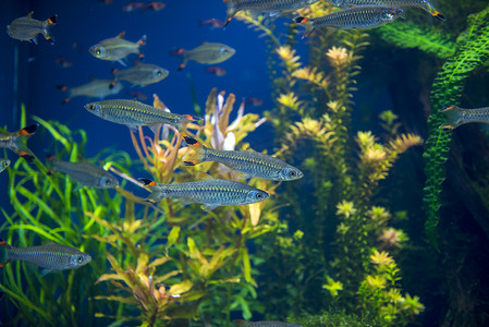 水族馆里的鱼