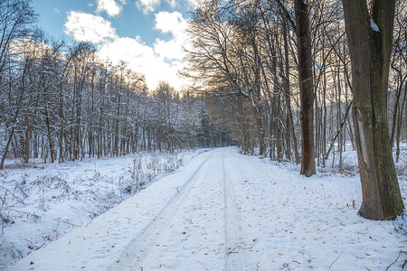 树木繁茂的冬季景观中积雪覆盖的路径、从树上落下的雪、雪地上的脚印和轮胎痕迹。