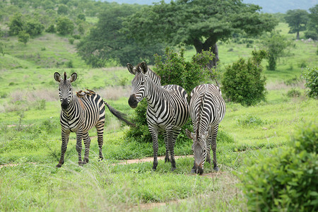 斑马背景摄影照片_斑马博茨瓦纳非洲大草原野生动物图片