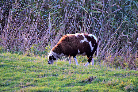 一只棕色和白色的绵羊在堤坝上吃草