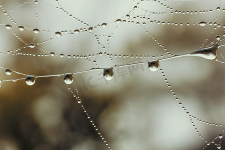 有水滴的大蜘蛛网