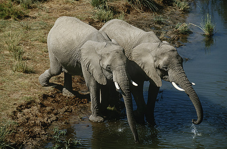 纳米比亚，两只非洲丛林大象从河里喝水