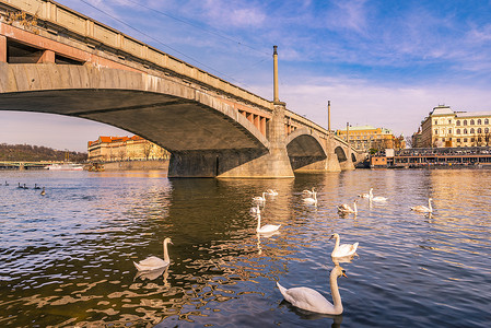 梦幻建筑物摄影照片_河上的桥和白天鹅