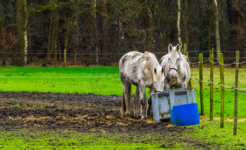 白马在牧场、宠物和动物护理中一起吃篮子里的干草