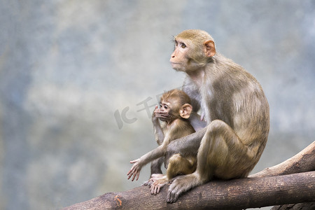 猴妈妈和猴宝宝坐在树枝上的形象。