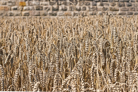 小麦麦片摄影照片_背景中有古老历史墙的小麦