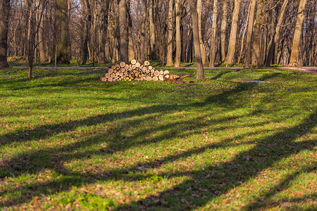柴堆摄影照片_有选择地聚焦的春天森林中的柴堆