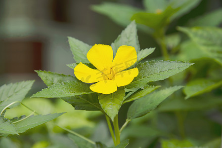 带叶的鲜彩达米阿纳花 — 背景用小黄花树