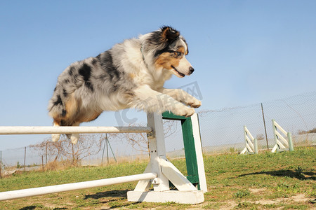 跳跃的澳大利亚牧羊犬