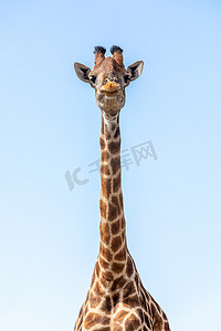 漂亮长颈鹿摄影照片_南非长颈鹿 Chobe，博茨瓦纳野生动物园