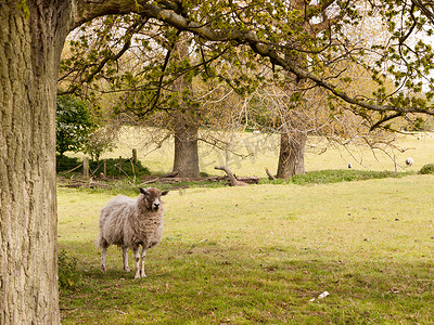 绿野农业摄影照片_春天绿野树荫下的一只羊