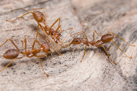 寻找食物的宏观红蚂蚁
