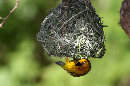 巢中的织布鸟