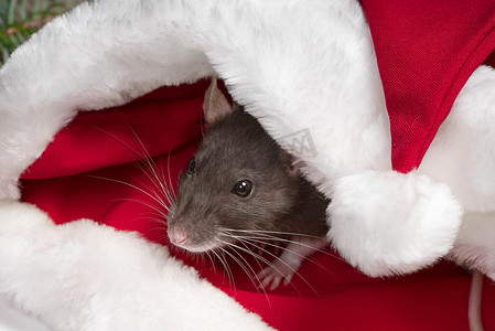 可爱的老鼠坐在圣诞老人的帽子里。 