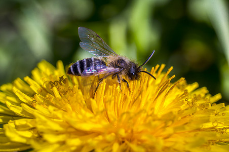 春天阳光下黄色蒲公英上的宏观昆虫大野蜂