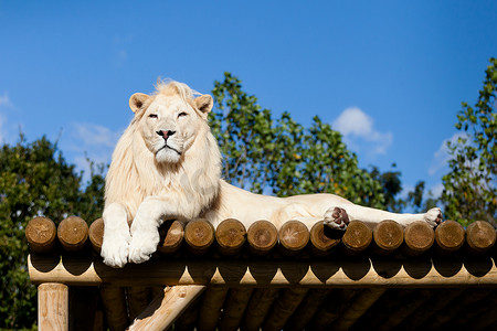 阳光下躺在木台上的白狮子