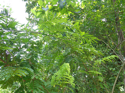 Biancaea sappan (Caesalpinia sappan L., sappanwood, secang, sepang, Indian redwood) 与自然背景。