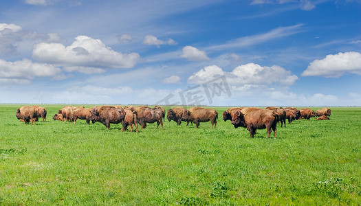 春季草原上的美洲野牛群