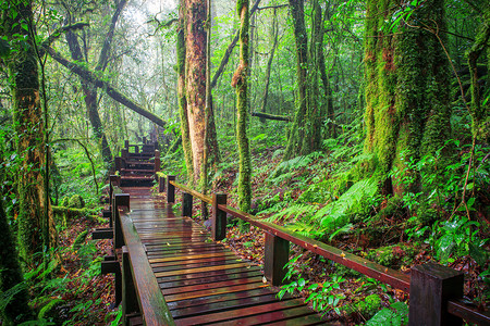 山雨林 Doi Inthanont 国家公园 Chi 的水分