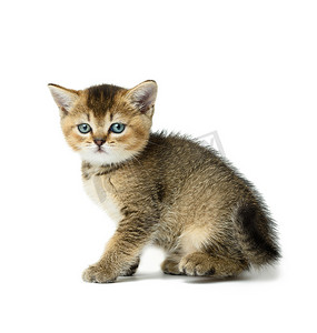 可爱的小猫苏格兰金色龙猫直品种侧坐
