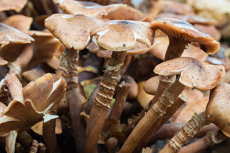 细茎野生蜂蜜木耳蘑菇