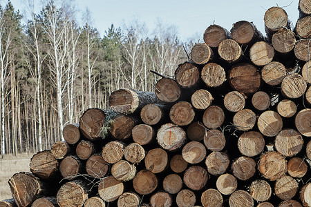 一堆砍伐的木头在森林里
