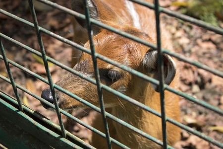水鹿鹿 Cervus 单色在动物园