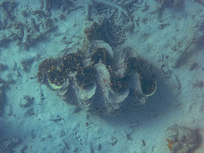 宁格鲁珊瑚礁珊瑚湾的巨型蛤蜊大贝壳