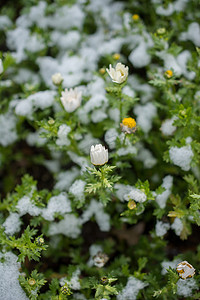 雪下初开春花