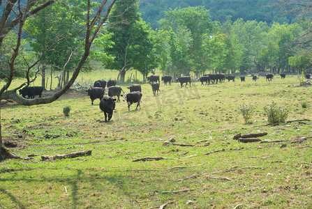 田野里有许多黑牛，在乡间土地上放牧