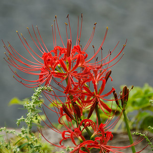 红蜘蛛百合，Lycoris radiata