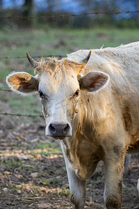 王者夏洛特摄影照片_棕色母牛在自然背景下的形象。