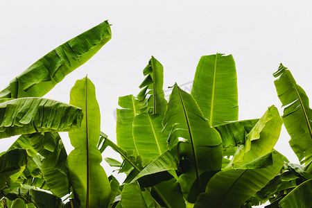 绿色芭蕉叶摄影照片_热带芭蕉叶丛林