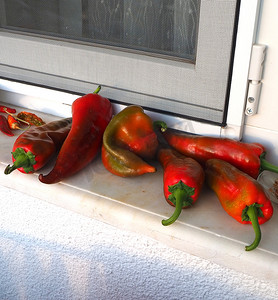 未至摄影照片_窗台前留着成熟的大红辣椒，