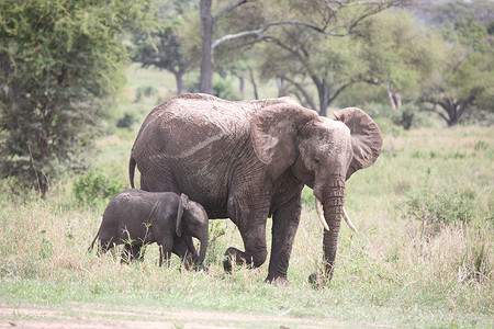 动物的背景大图摄影照片_非洲博茨瓦纳大草原上的野生大象 (Elephantidae)