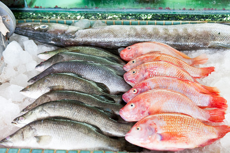 金边动物摄影照片_鱼市柜台上新鲜捕获的海鱼