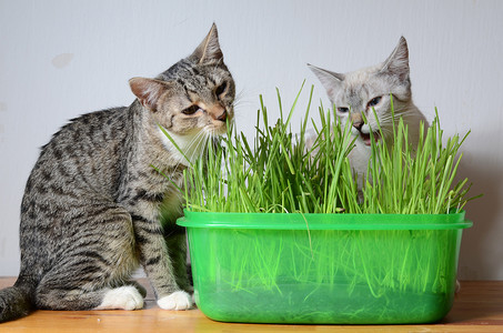 小猫和草