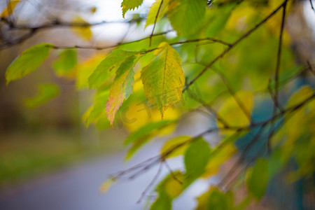 10月池塘背景的秋黄绿叶