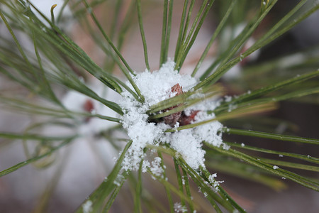 冬季降雪期间植物叶子上的雪