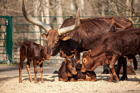 年轻的小牛和他的母亲